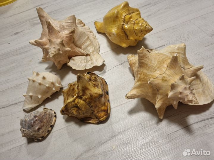 Ракушки декор