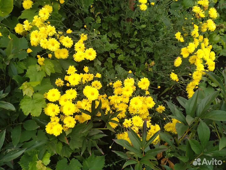 Хризантема зимующая