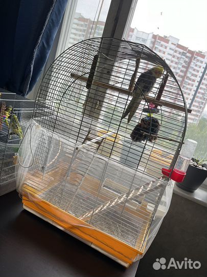Попугай с клеткой карелла