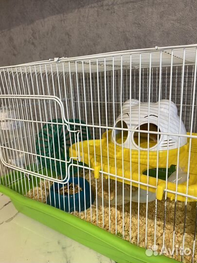 Хомяк с клеткой