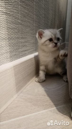 Шотландские прямоухие котята