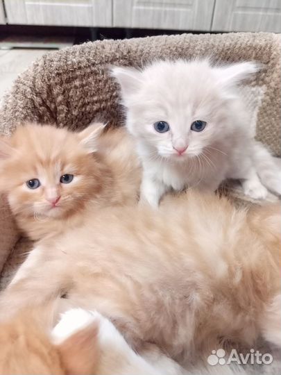 3 рыжих котенка и 1 персиковый