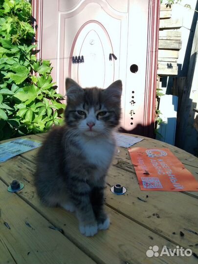 Кошечка в добрые руки