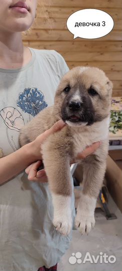 Щенки сао алабай