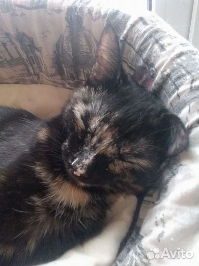 Кошечка Арабеска