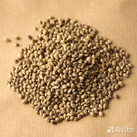 Семена конопли пищевой
