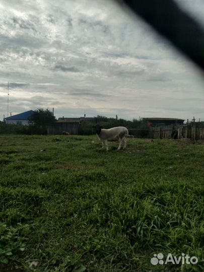 Дорперы бараны