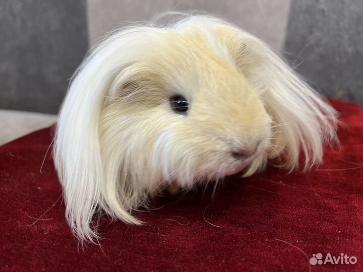 Морская свинка шелти, мальчик