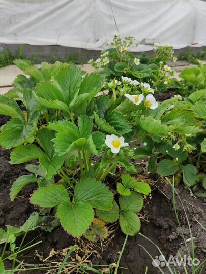 Клубника рассада Цунаки,Лофти,Клери,Кабриллио,Фейт