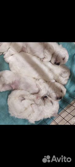 Щенки бишон фризе мини