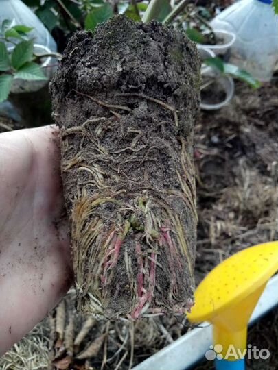 Саженцы Ежевики без шипов