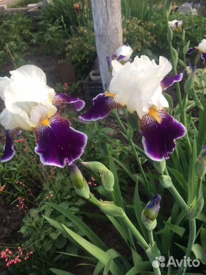 Ирисы