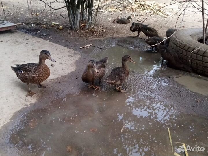 Дикие утки кряква