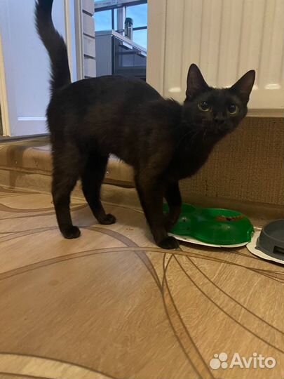 Черная кошка