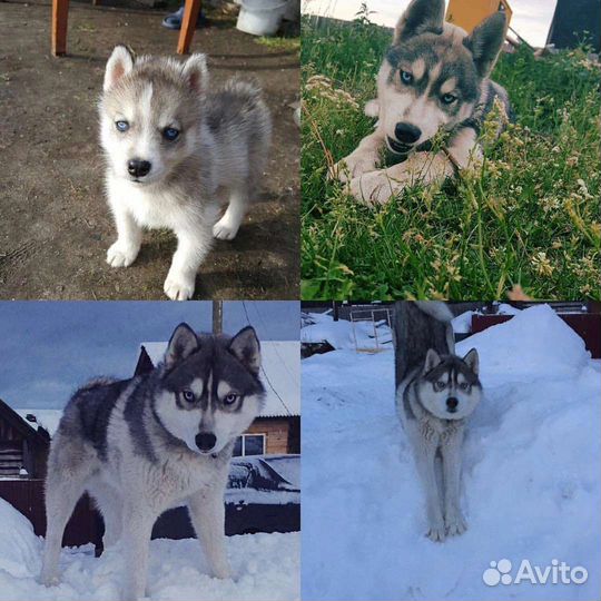 Сибирский хаски