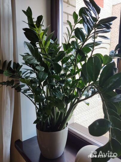 Замиокулькас цветущий