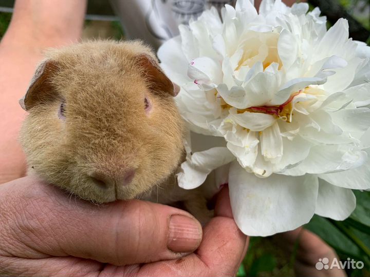 Американский тедди мальчики