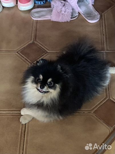 Померанский шпиц вязка