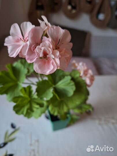 Пеларгония герань и женское счастье(спатифиллум)