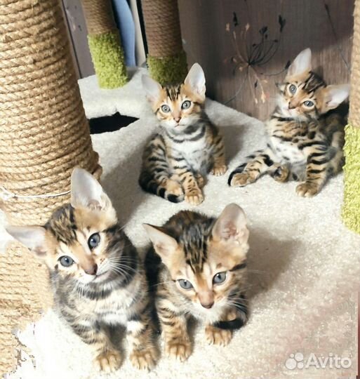 Бенгальские котята в любимцы или разведение