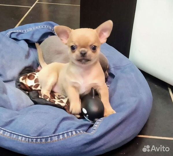 Чихуахуа девочка