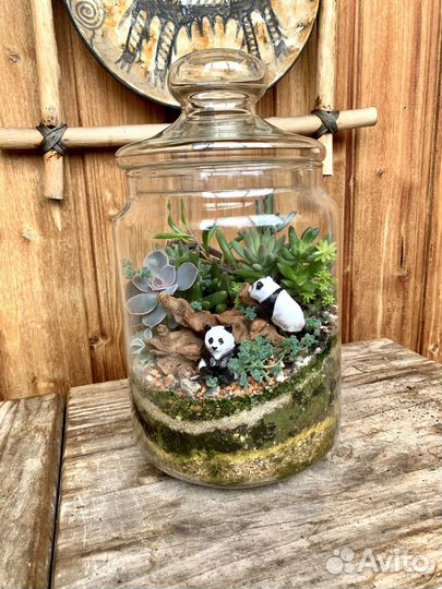 Флорариум суккуленты «Мишки панды»