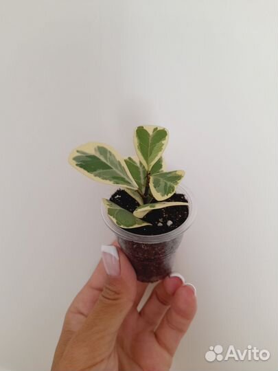 Фикус Триангулярис вайт. Комнатные цветы