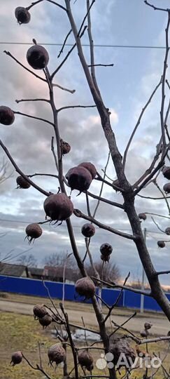 Мушмула Кавказская и Германская