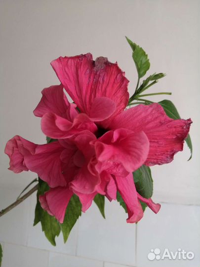 Гибискусы Китайская роза (много)
