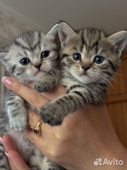 Британские котята