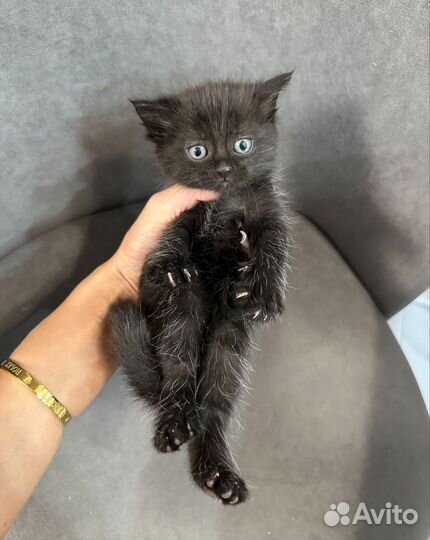 Котята 1мес