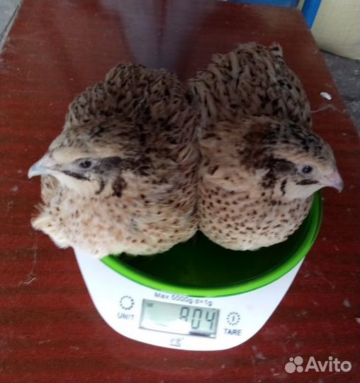 Продам перепелов