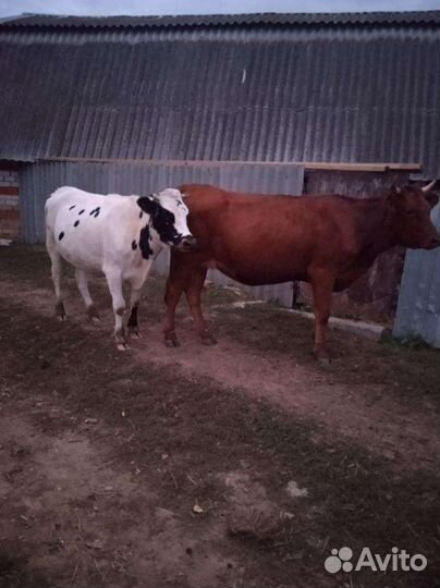 Телки нетели