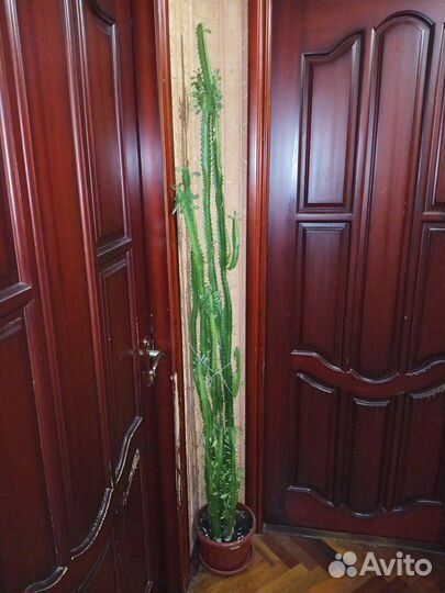 Продам цветок молочай