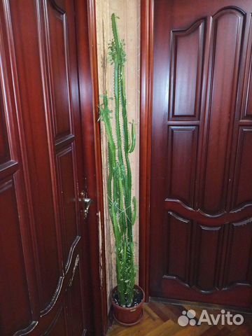 Продам цветок молочай