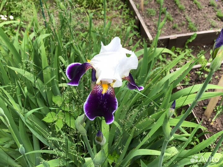 Ирис бородатый