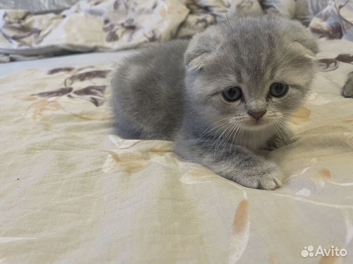 Продам шотландских котят