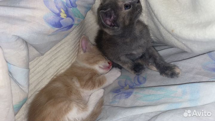 Отдам в добрые ручки