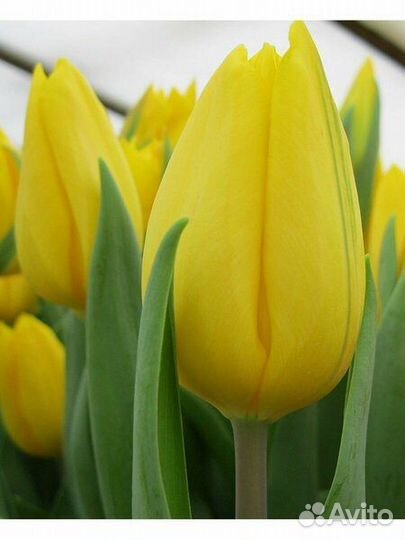 Луковицы тюльпанов оптом