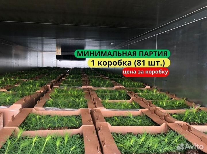 Сеянцы сосны зкс в розницу