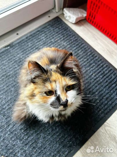 Кошечка в добрые руки