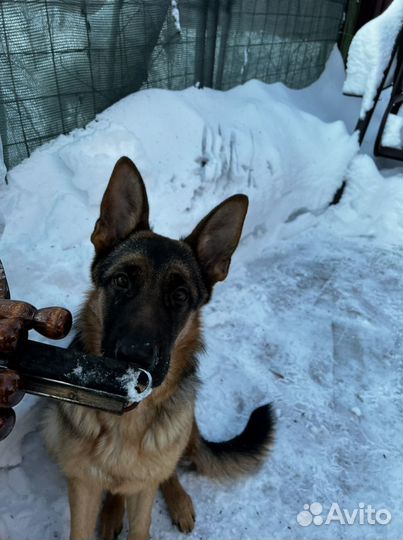 Немецкая овчарка