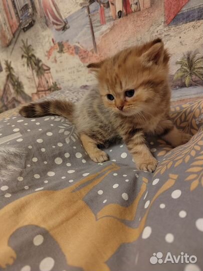 Котята золотая шиншилла