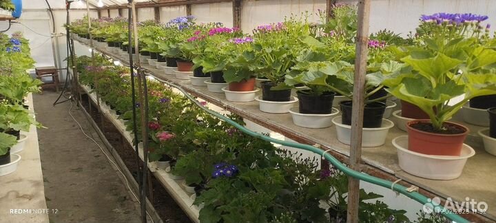 Цинерария к 8 марта