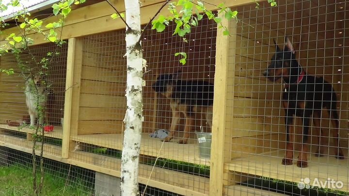 Дрессировка собак. Гостиница