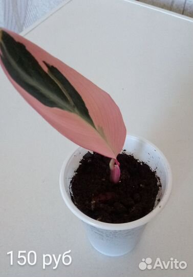 Строманта, псевдоэрантемум и другие