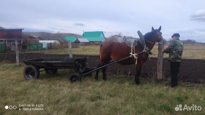 Продам лошадь с жеребенком