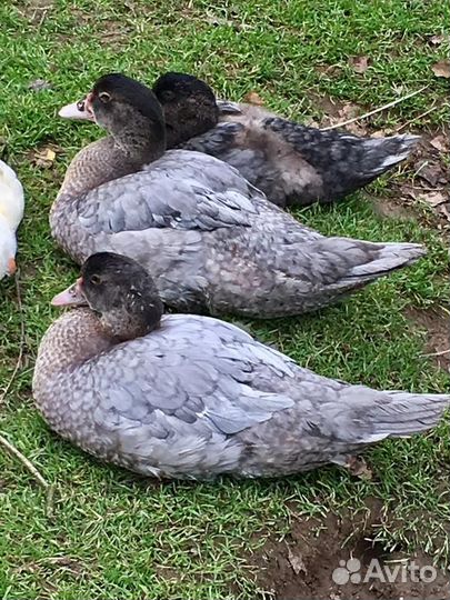 Индоутаки и индоутки тяжелых линий