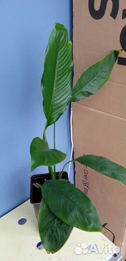 Спатифиллум Женское счастье