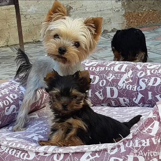 Мини йорк девочка